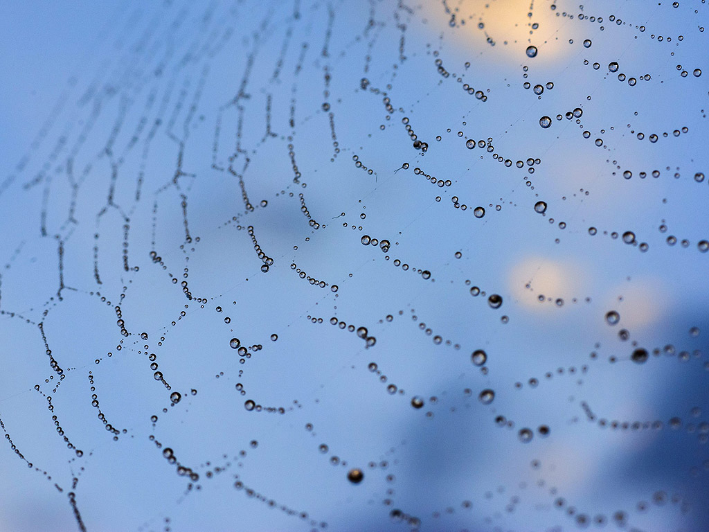 Дъждовни капки покриват паяжина в близост до Дебрецен, Унгария