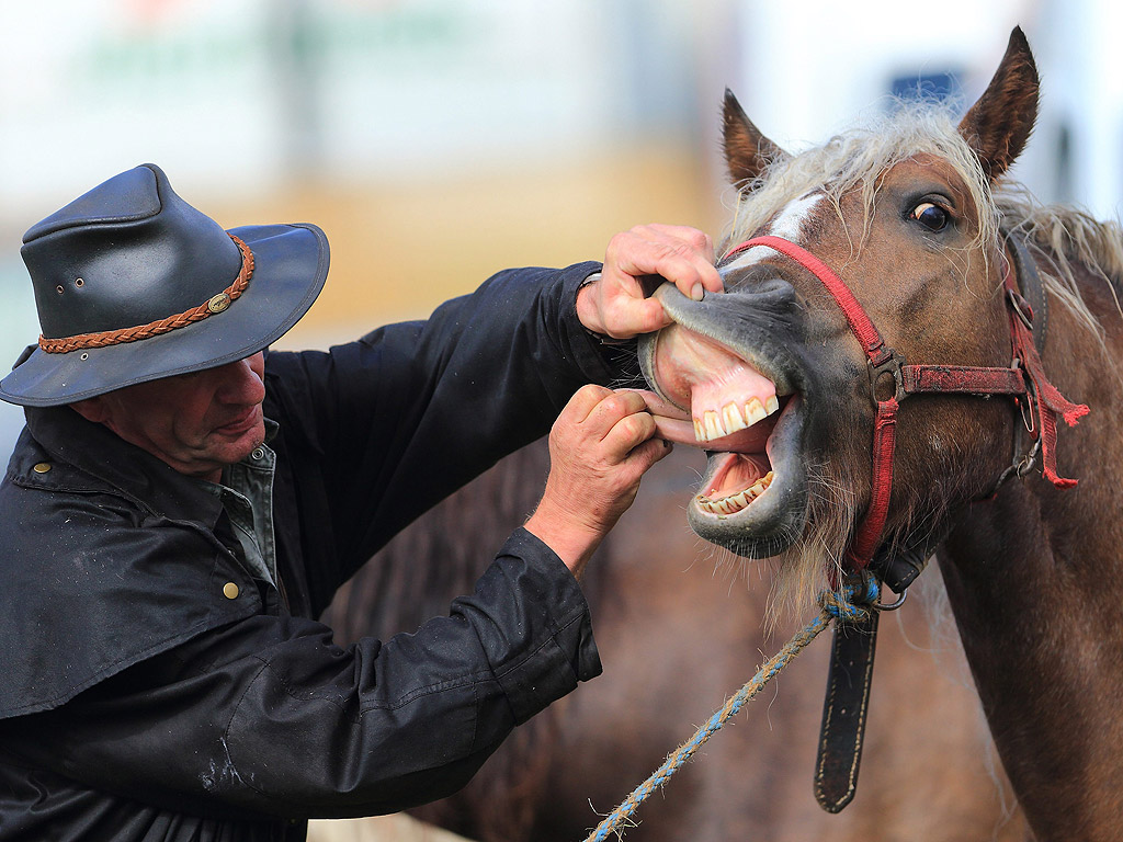Проверка на зъбите...Хоби селекционер Бернд Шадевалд проверява кътниците на кон на пазара за коне в Хавелберг, Германия. Около 500 коне са за продажба през тази година, на най-големият пазар за коне втора употреба в Германия. Посетители на пазара, до 6 септември се очаква да достигнат 200,000