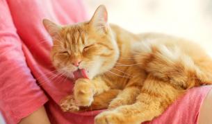 Учени: На котката ви не й е мъчно, когато не сте у дома