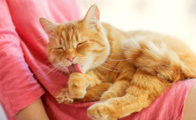 Учени: На котката ви не й е мъчно, когато не сте у дома