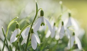 Kокичета цъфнаха в града на розите - Казанлък