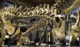 Пет неща, които не знаете за динозаврите (видео)