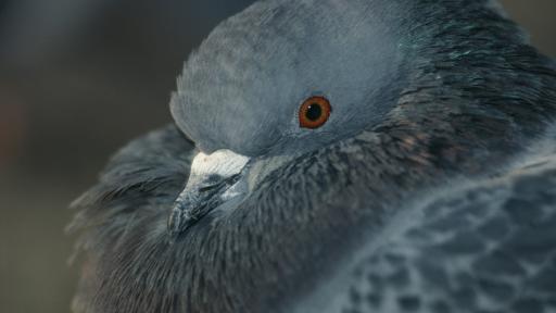  <p>Индия арестува розов пакистански гълъб</p> 