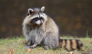 Възпитан енот чука на вратата за храна (видео)