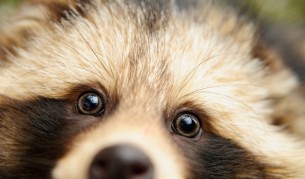 Запознайте се с Пъмпкин: Енот, който се мисли за куче