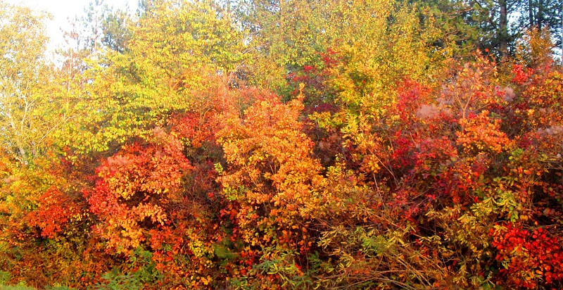 Есен в Дряново