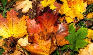 Облачно и хладно, но без валежи днес и през уикенда
