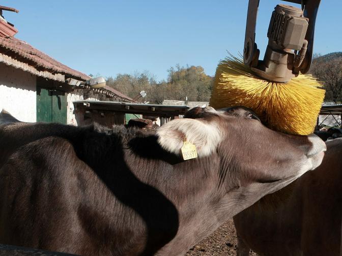 данчеви животни крава крави мляко сурово теле телета угояване ферма