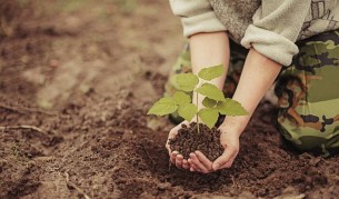 7-годишно дете изкоренило 200 дръвчета в Батак