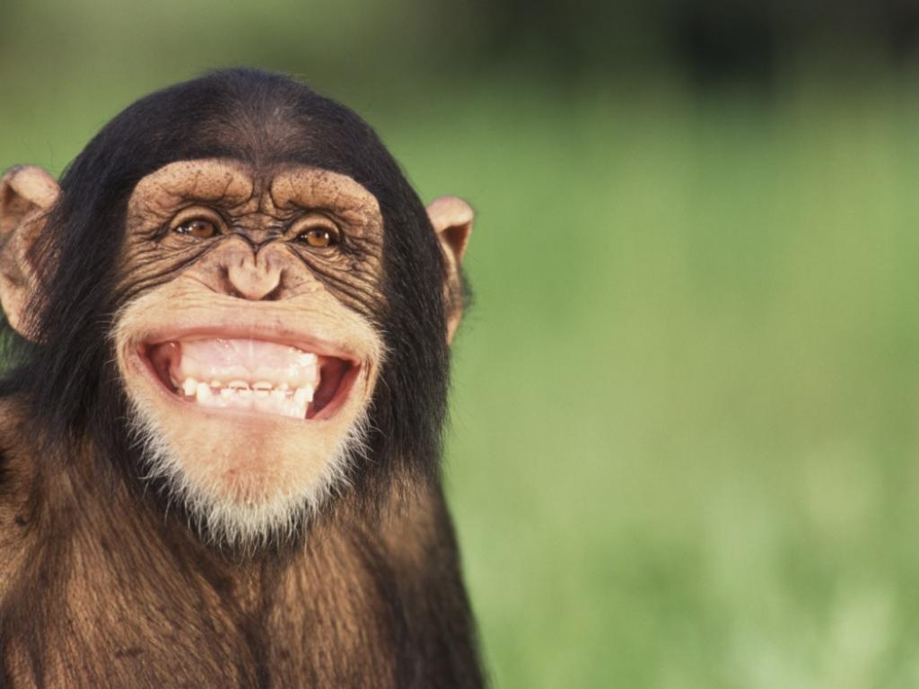 За прекъсването на електрозахранването в Шри Ланка е виновна маймуна