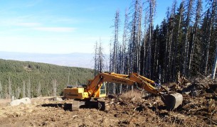 Декари новозалесена гора на Витоша - изкоренени (снимки)
