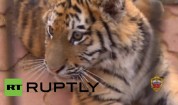 Russia: Amur tiger cub adopted by Moscow police