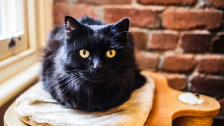 черна котка котарак петък 13