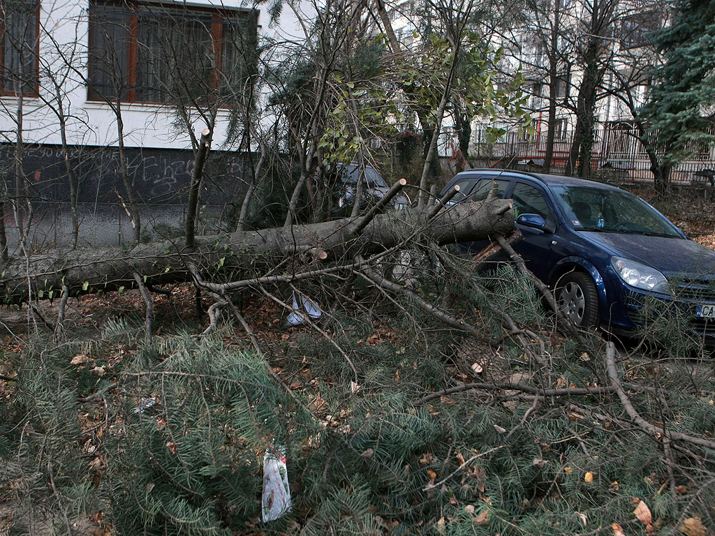 Силна буря в София изкорени дървета в кв. Лозенец, счупи билборд по Околовръстно шосе