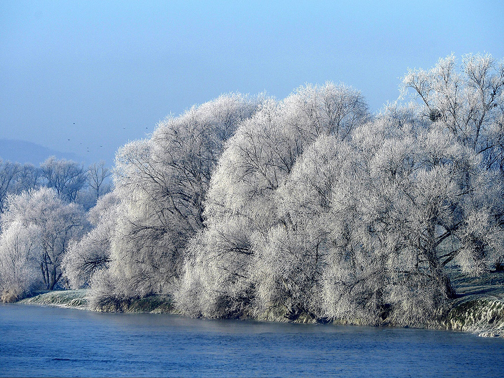 Скреж покрива дървета в мразовита сутрин в югоизточна Полша. Температурата спадна под нулата през нощта в повечето части на страната