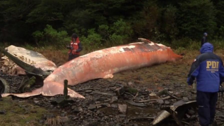 Над 300 мъртви китове по бреговете на Патагония
