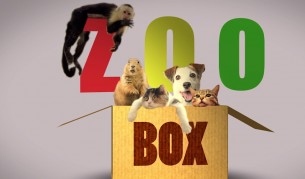 Котки и вода - ужас и смях