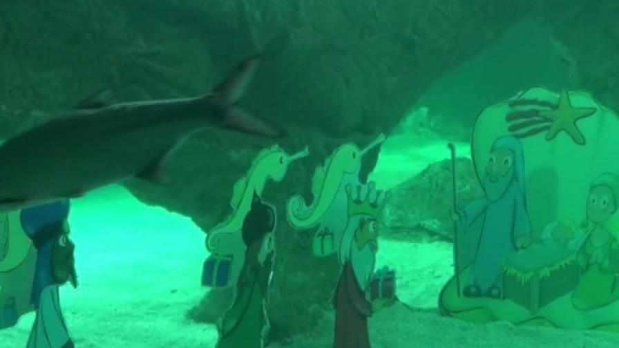 Сцената на Рождество в аквариум с акули (видео)