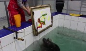 Russia: Baikal seals learn to paint and play musical intruments at aquarium in Irkutsk