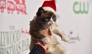 Гръмпи кет или сърдитата котка