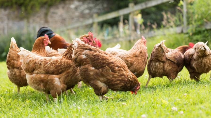 Свободните кокошки носят повече паразити