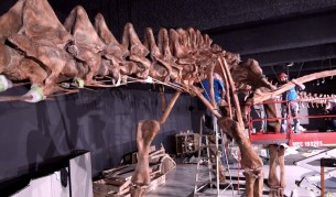 Вижте най-големия скелет динозавър в света