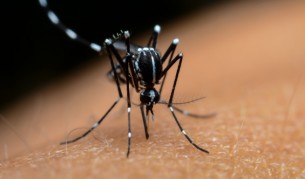 "Тигровият комар пренася тропически болести": Има ли повод за притеснение