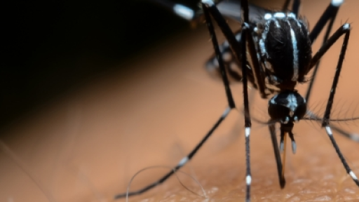 "Тигровият комар пренася тропически болести": Има ли повод за притеснение