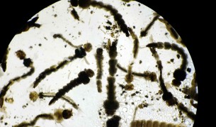 Компания ще задейства ГМО срещу зика