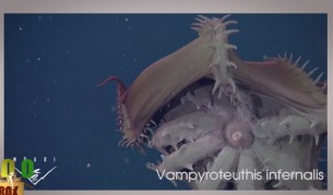 Това са най-странните животни в света