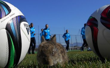 Нов талисман на терените на БГ отборите в Алания