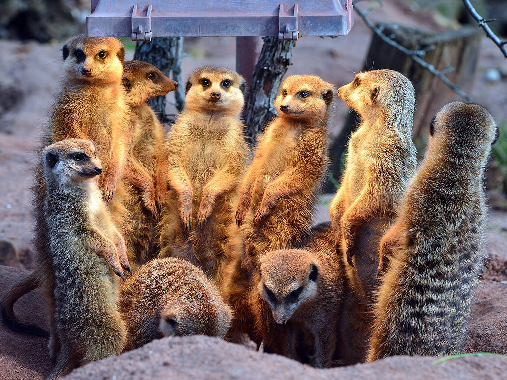 Сурикати са се събрали под топлинна лампа по време на опис на животните в Зоопарка Тюрингия в Ерфурт, Германия