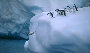 Пингвини адели