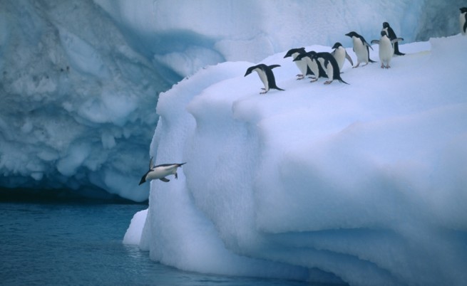 Трагичен инцидент убил 150 хил. пингвина в Антарктида