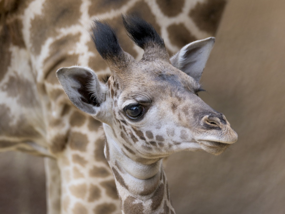Не са ли жирафите едни от най-симпатичните бозайници в света?