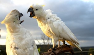 Папагалите също могат да вдигат скандали