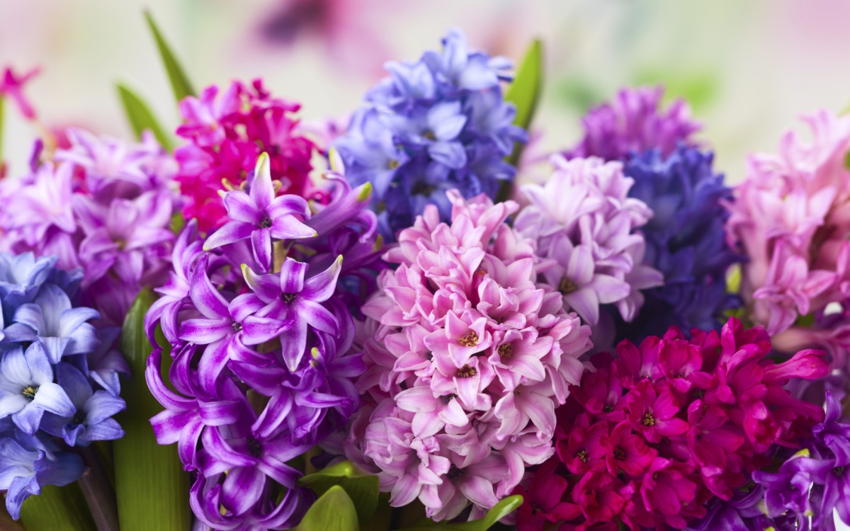 <p><strong>Везни: Зюмбюл</strong></p>

<p>Везните са представени сред пролетните цветя от зюмбюла, който сам по себе си символизира красота и хармония. Това дружелюбно цвете расте добре с други. В този смисъл социалните качества на Везните се отразяват в зюмбюла, чийто растеж процъфтява на групи.</p>