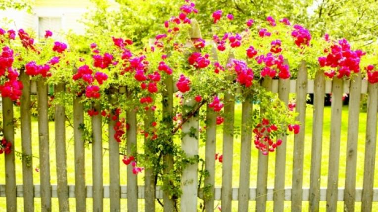 пролет ограда лято цветя