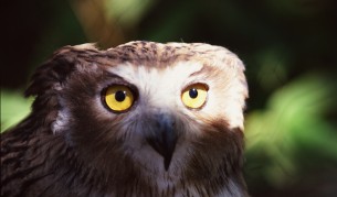 Очарователни бухалчета, които ще ви усмихнат