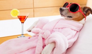 Най-смешните животни на планетата (видео)