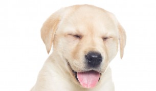 Религиозно кученце се моли преди вечеря (видео)