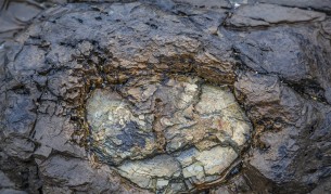 Нови данни за сибирския еднорог, показаха и снимка