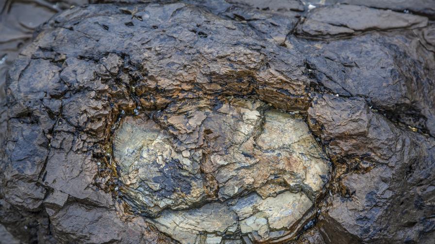 Откриха ранни фосили на сибирски еднорог. Ето и как е изглеждал