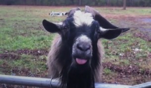 Забавно или страховито, животни нападат хора (видео)