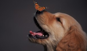 10-те най-умни животни на планетата