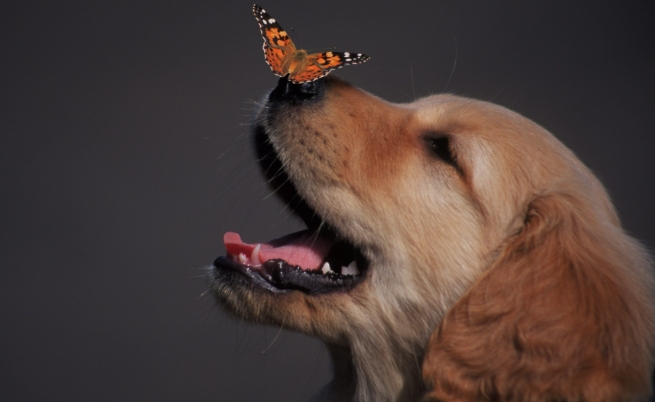  10-те най-умни животни на планетата 