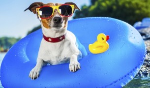 Животните сигурно са полудели (видео)