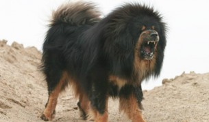 Най-опасните кучешки породи