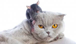 Любимите анимации от 90-те години (видео)