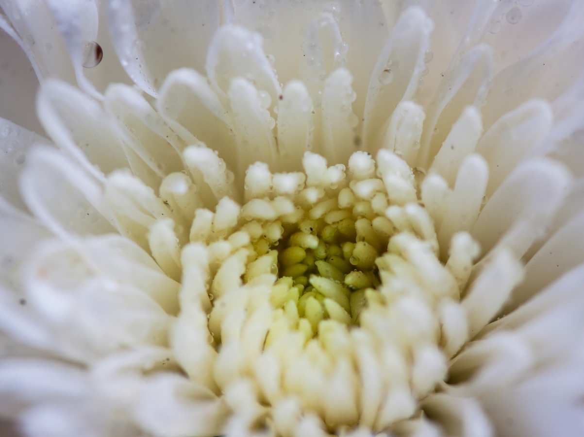 <div>Хризантема е непретенциозно цвете, подходящо за всякакви поводи<br />
 </div>